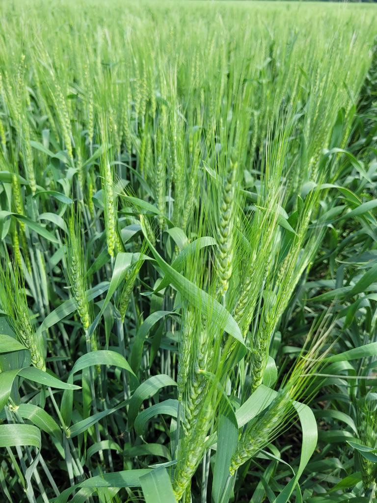 Spring wheat headed out and ready for first pass fungicide <a href="/croptimbits/">Tim Moher</a> <a href="/SullivanAgro/">Paul Sullivan</a> <a href="/TrevorMcDiarmi1/">Trevor McDiarmid</a>