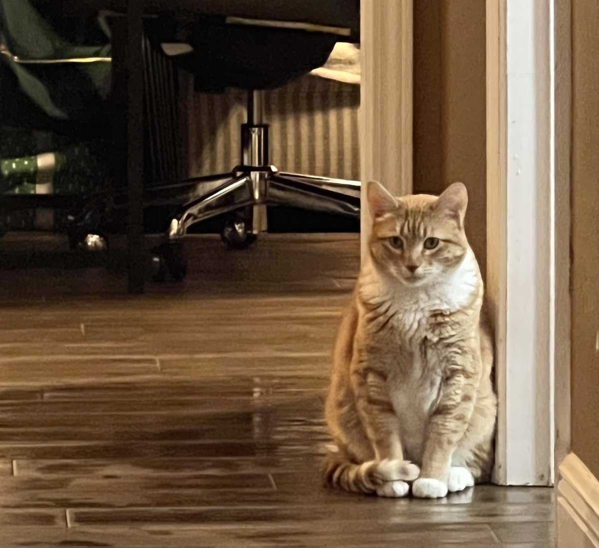 JortsTheCat's tweet photo. Oh good you’re here. We have lots of work to do, so come on in https://t.co/9Aro4YoVOk