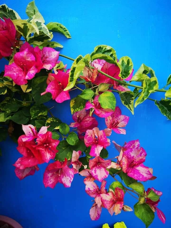 Social Learning In English Sociallearneng Twitter