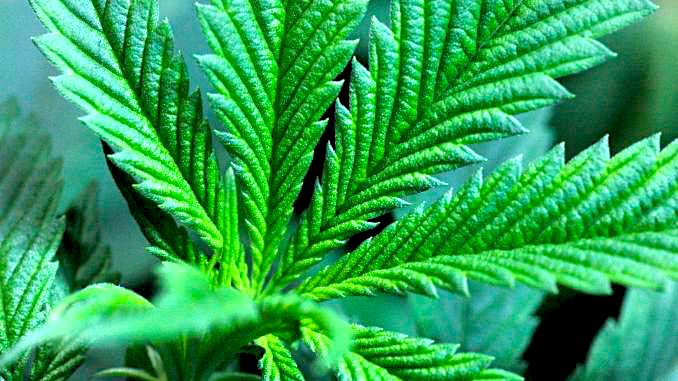 HigherLvtm's tweet photo. For some, the sativa/indica naming convention is a big trigger.

> Sativa vs. Indica: Latest Research: https://t.co/1CuOkF5GfO
> Sativa &amp; Indica: Accurate Labels?: https://t.co/lENLnK6jXy
> How Accurate are Products Labeled Indica, Sativa, &amp; Hybrid?: https://t.co/ZmfcsiL2lm https://t.co/wGbhhu26PX