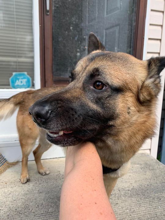 PetRecoveryYYC's tweet photo. FOUND black & tan German Shepherd X type dog in #DeerRidge SE. CALL 403-225-1091 if you know pup. If claiming must provide photo id & proof of ownership. Pls rt and share to help find family https://t.co/xe4CxHDmM6 https://t.co/brqujVbcIP