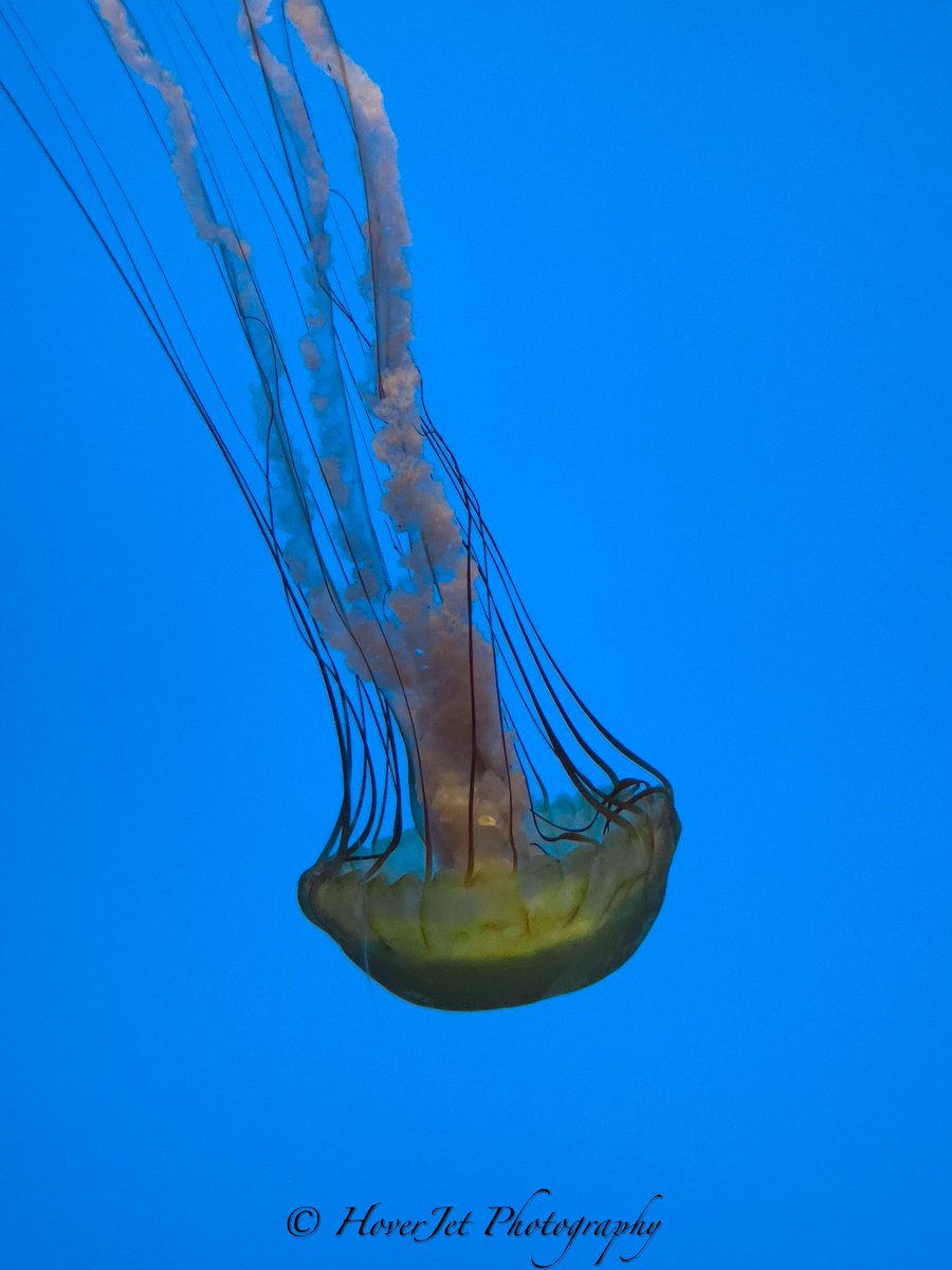 I call this “Jellyfish that scared me” 😬 #seaanimals #sealife #ocean #marinelife #underwater #sea #oceanlife #marineanimals #wildlife #marinebiology #scubadiving #scuba #jellyfish #oceancreatures #oceanworld #underwaterphotography #hoverjetphotography #nationalgeographic