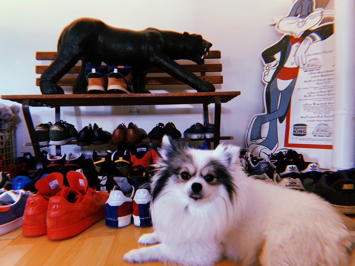 We like shoes and nft’s….. 
#dog #Sneakers #NFTs #dogsneakernft