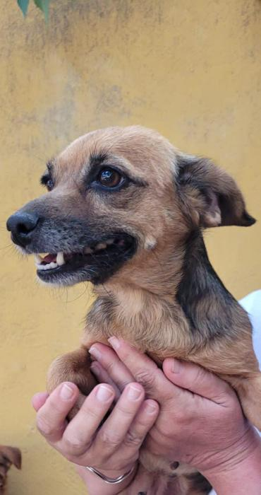 ArcadeNoeSevill's tweet photo. Farruquita (4 años) vivía con un hombre mayor pero falleció, se quedó sin su casa. Es cariñosa con las personas y sociable con otros perros. Si quieres adoptarla:

☎️633685244
📩Estrellaarcadenoe@yahoo.es https://t.co/19vB3Q3Mrm