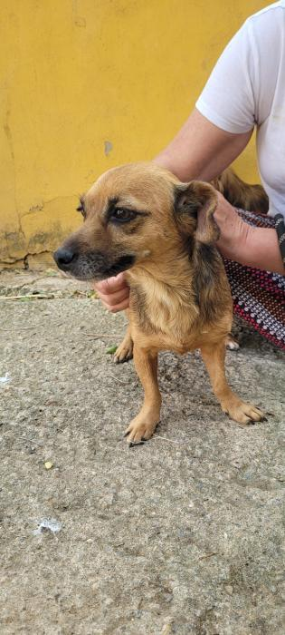 ArcadeNoeSevill's tweet photo. Farruquita (4 años) vivía con un hombre mayor pero falleció, se quedó sin su casa. Es cariñosa con las personas y sociable con otros perros. Si quieres adoptarla:

☎️633685244
📩Estrellaarcadenoe@yahoo.es https://t.co/19vB3Q3Mrm