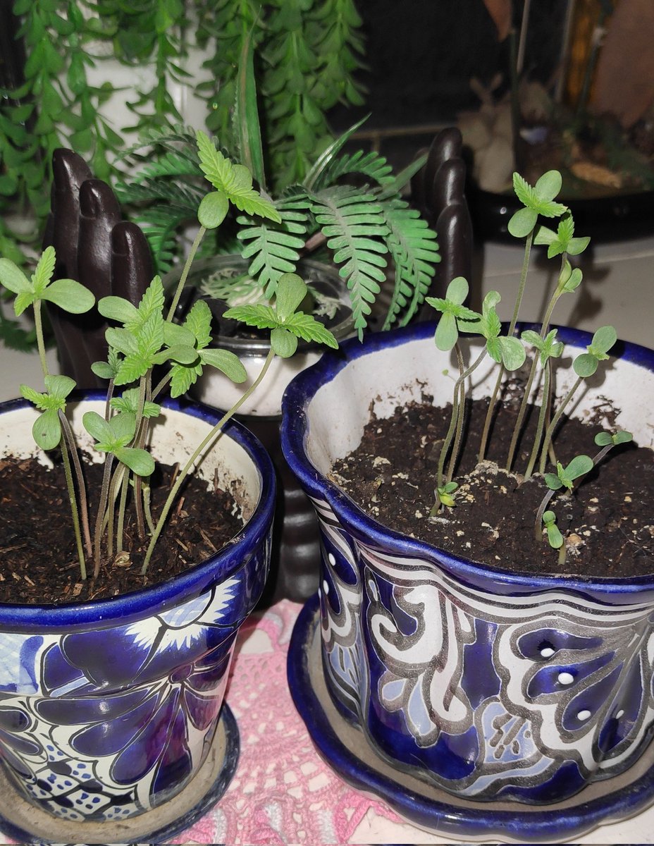 Zury Sanders tweet media