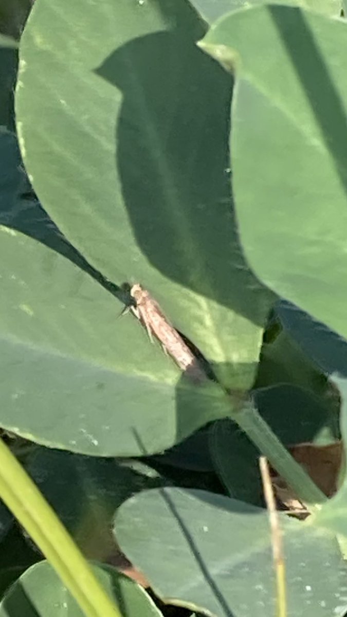 cook_ag's tweet photo. Lesser cornstalk borer moth. https://t.co/E8BArp4jHk