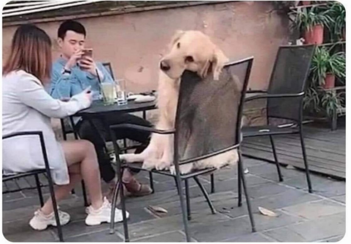 SomosSarcasmo's tweet photo. No se que le sucede a este perrito pero me siento igual. https://t.co/uepGTHbWBB