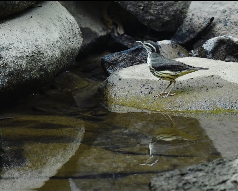 KirkSummers8's tweet photo. Louisiana waterthrush with reflection #birding https://t.co/gBCmvGF8zH