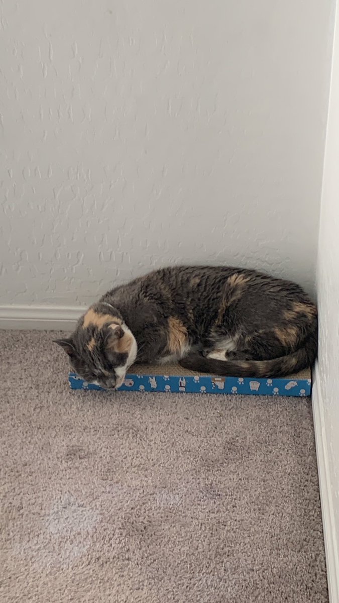 MrsLevrant's tweet image. Her favorite spot in the entire house #CatsOfTwitter @Chewy