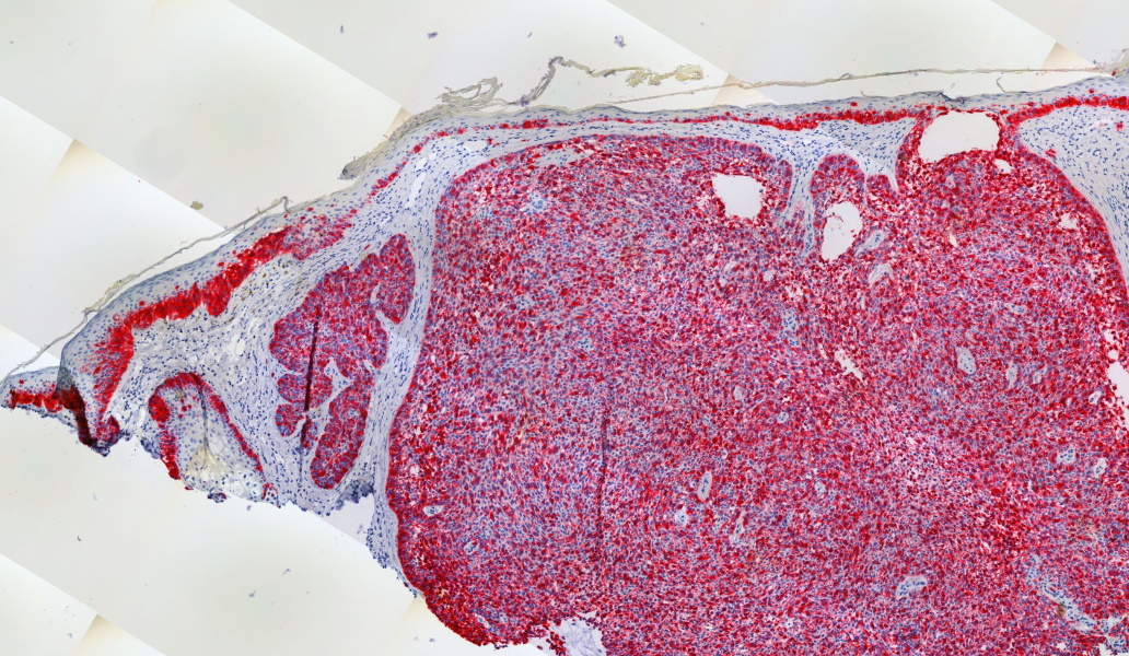 Tim McCalmont tweet media