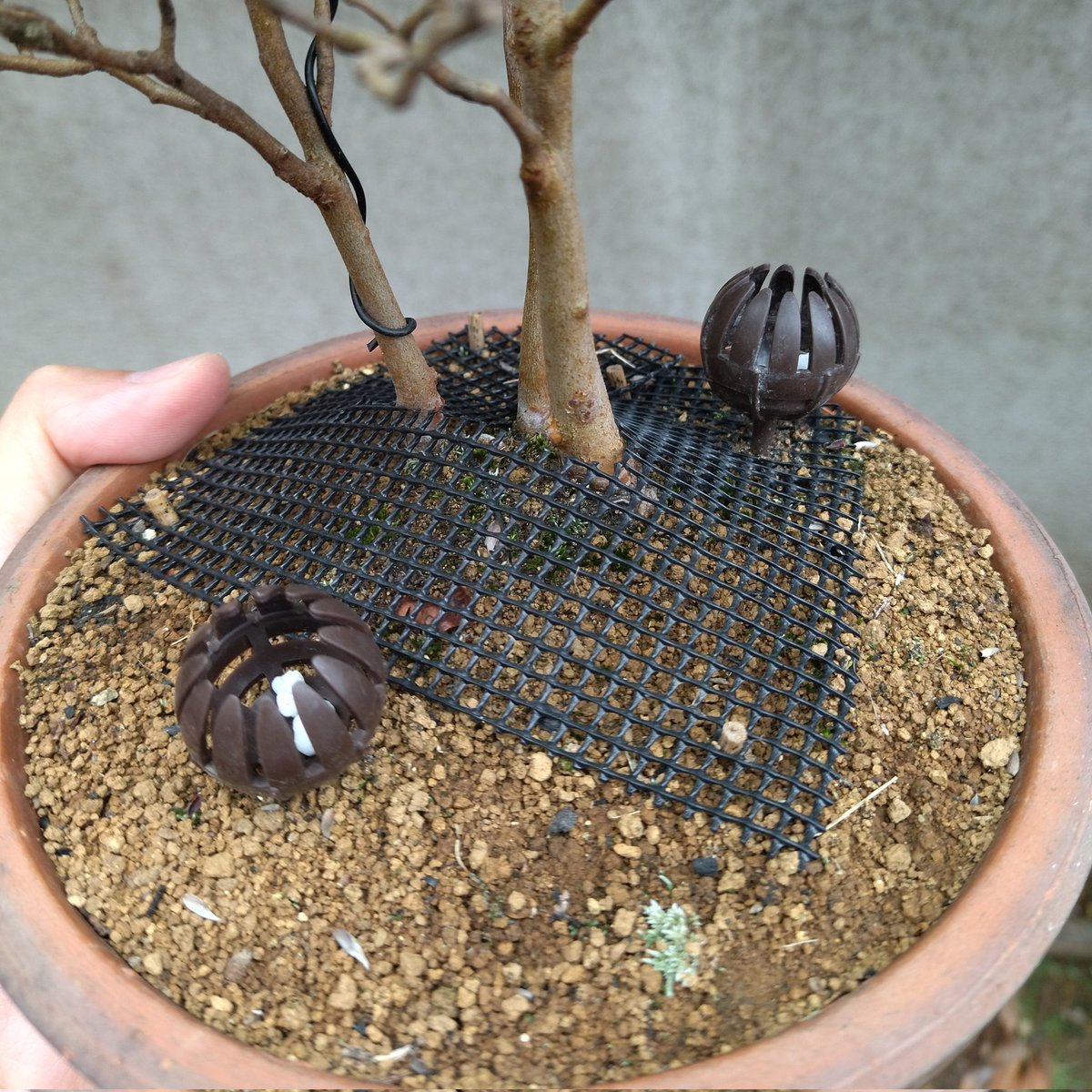 lovika_bonsai's tweet photo. 元気そうなヒメシャラですが、土がもう崩れたので毎日水やりしないように、少し涼しめか日陰のある場所に置いて見る。この木も植え替えの候補になった。
#ヒメシャラ #盆栽 #bonsai #stewartia https://t.co/6VcktsE6e3