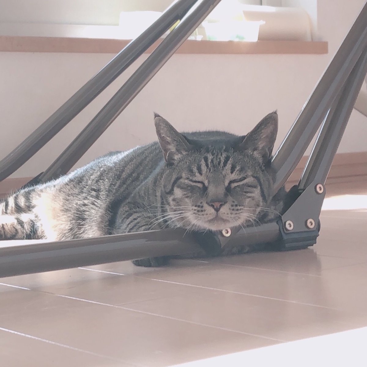 pomm0112's tweet photo. ひなたぼっこねこ
 #猫 https://t.co/CVVRxzakAM