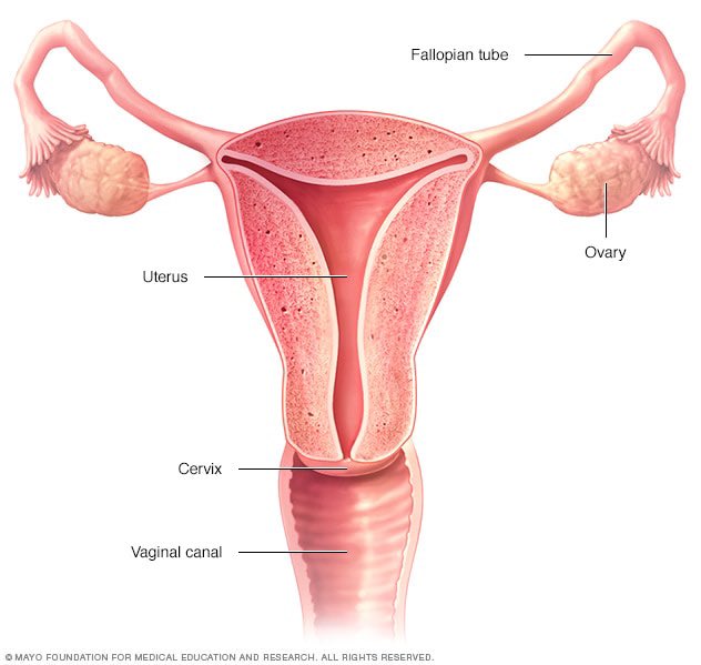 koolaid4211's tweet photo. #RoeVsWade I feel like the men in Congress don't know what a vagina is. Hope this helps 🙃 #WeWontGoBack #LetWomenDecide https://t.co/pPgw380hFA