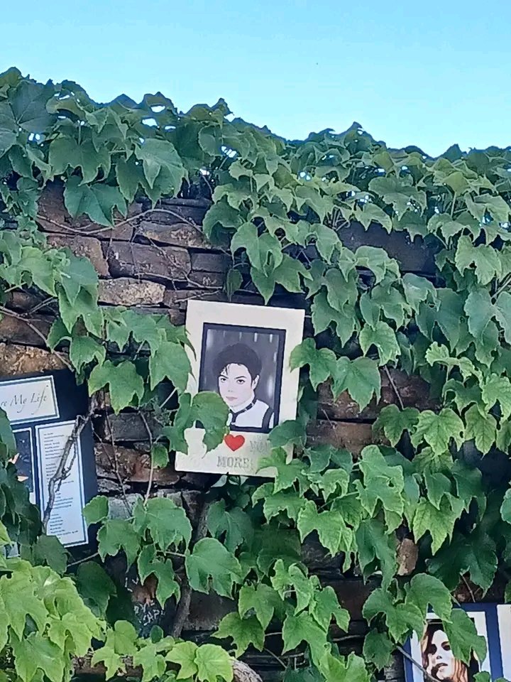 sebasmjjj's tweet photo. Neverland en estos momentos.

Los jardineros del lugar trabajaron arduamente esta semana para preparar la puerta para el aniversario del fallecimiento de Michael Jackson mañana 25 de junio. Neverland no está abierto al público pero se les permitió a los fans dejar dedicatorias. https://t.co/vYz3ARgHHf