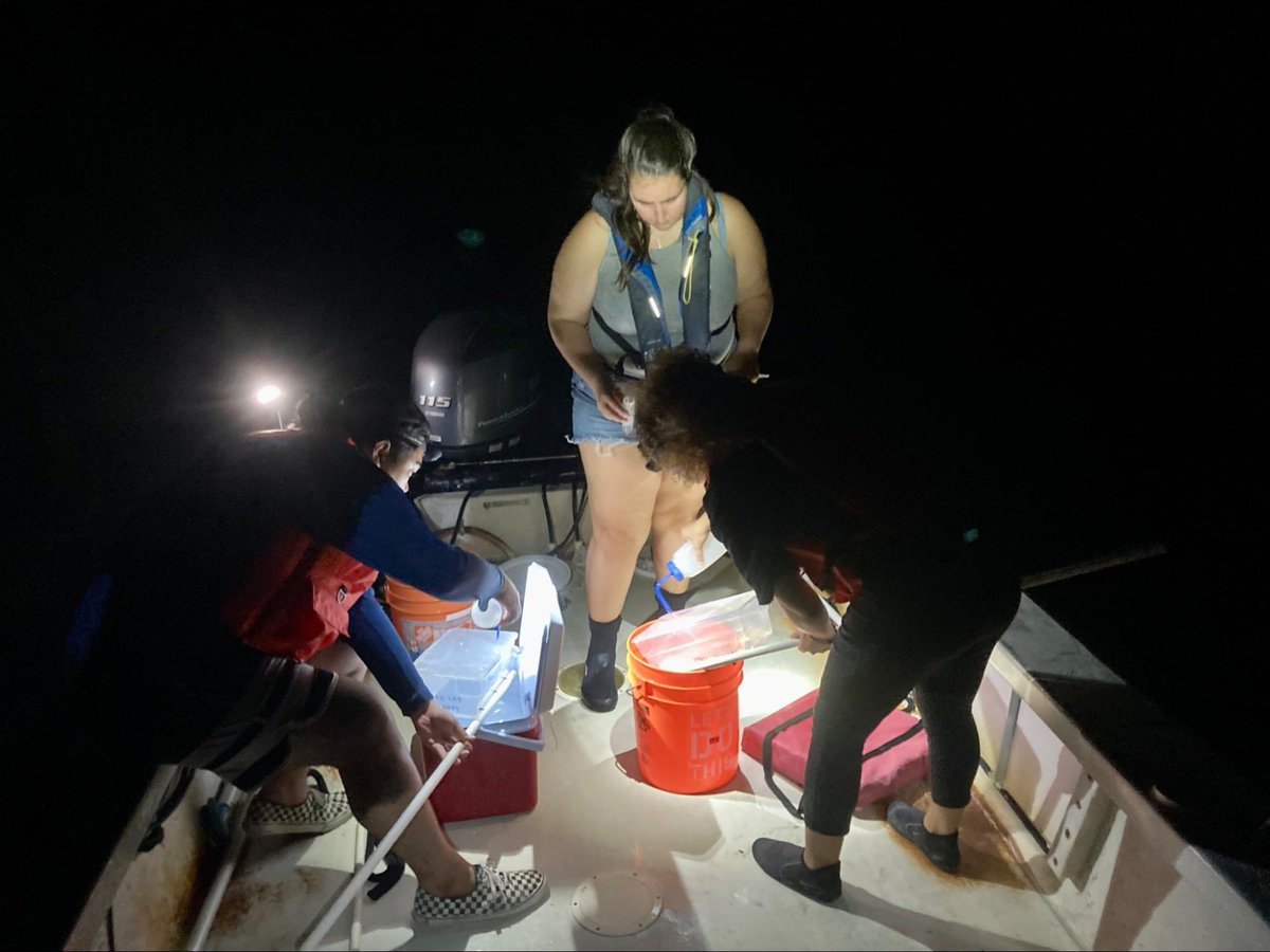 CoralResilience's tweet photo. Weโve had some early success for #Spawnathon2022! Last month we produced over 1 million Montipora capitata (Rice Coral) larvae. Weโre looking forward to Round 2 next week!
Here are a few of the experiments we are attempting this summer spawning season: https://t.co/SGtAclys6T