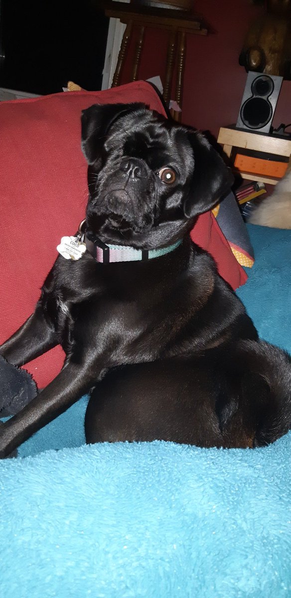 SarahGauld's tweet photo. @Peady Coco and one of her many expressions. https://t.co/OiO6DmFGut