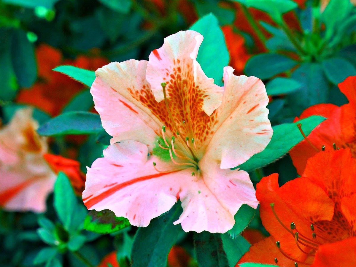 roykelley's tweet image. Azalea + Imagination, Color Edited for our Imagination Series, Kentlands Photowalk, Gaithersburg, Maryland USA IMG 6935A
Canon PowerShot G11 Camera
Photograph by Roy Kelley
Roy and Dolores Kelley Photographs
#ColorEditing #FlowerPhotography #Kentlands #KentlandsPhotowalk