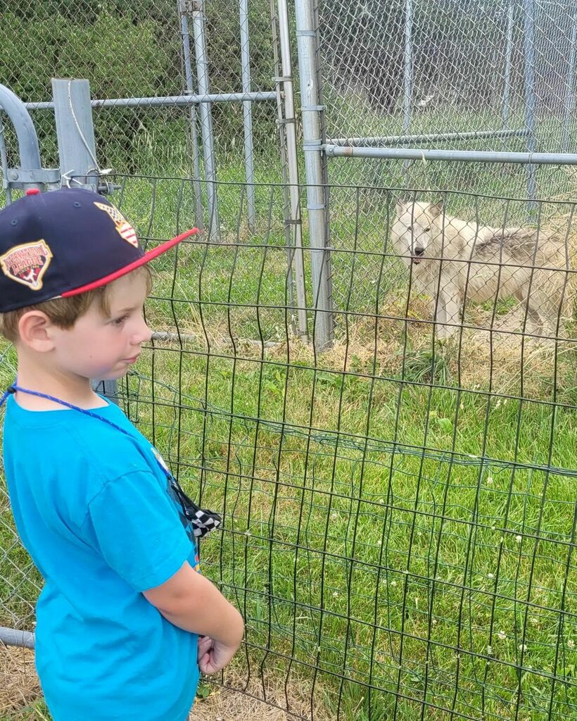 meranduh's tweet photo. Beautiful day for a visit to @wolfparkindiana & @prophetstown_state_park with the family. So cool to see the wolves up close! #wolfpark https://t.co/eBULYn7teD https://t.co/qMqKD7M3uT