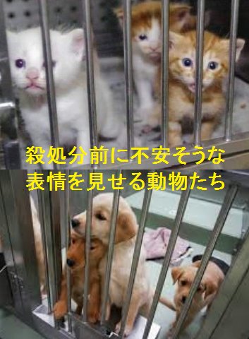 年間、万単位で犬や猫が殺処分されている。保護施設では受け入れを拒否することもある。だがそれは決して施設の問題ではない。人手が足りず予算もなく回らないからだ。無責任な飼い主も問題だ。無駄な税金の使い方を無くせば、もっとこうした問題に予算を投入できるはずだ。