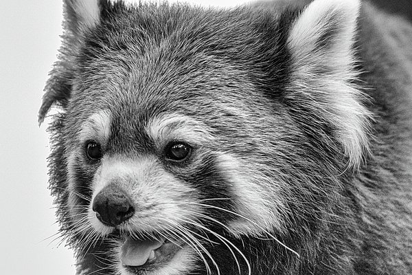 FinePhotoArt's tweet photo. New artwork for sale! - "Red Panda" - https://t.co/LAiSXB5mdf @fineartamerica https://t.co/4TzNbHzIOt
