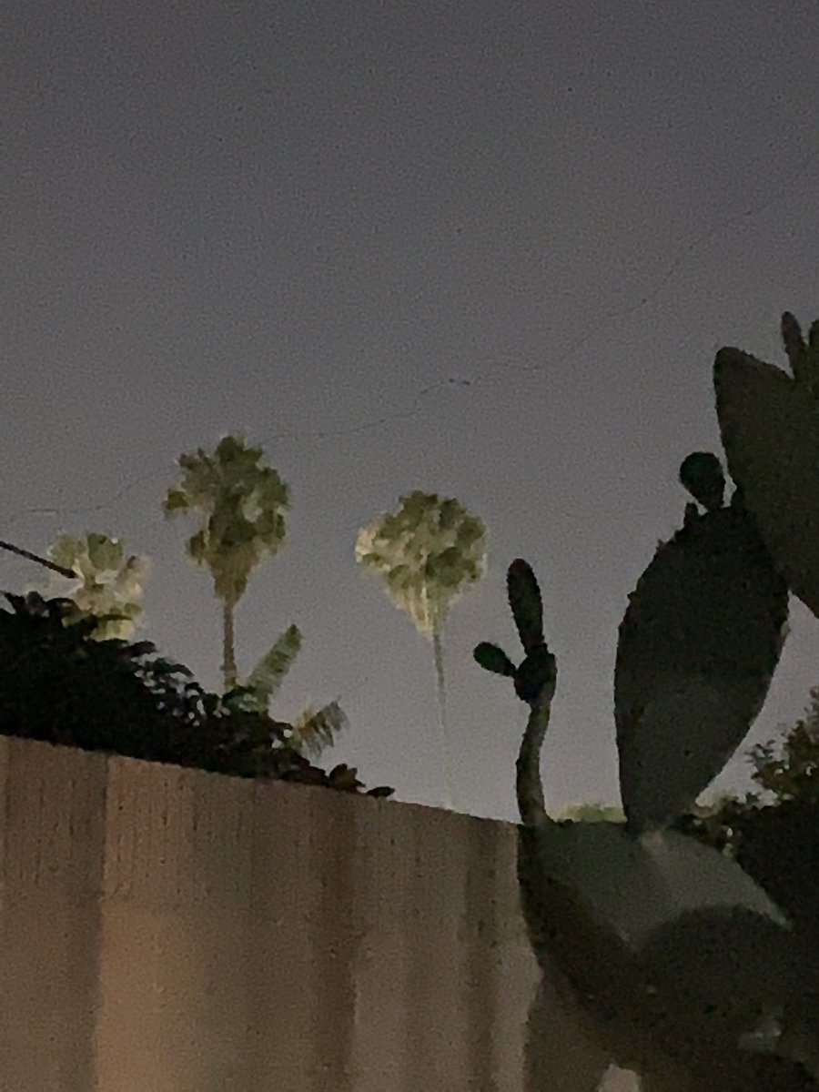 rnprobablyhigh's tweet photo. is no it me or do these palm trees look like aliens ( ≖ ౪≖) https://t.co/3fh755G59X