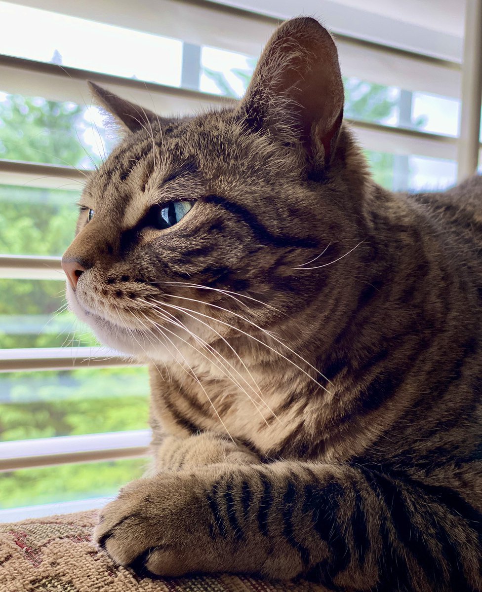 MissyBBBobtail's tweet image. If cats could talk, they wouldn’t. 😹 #CatsOfTwitter