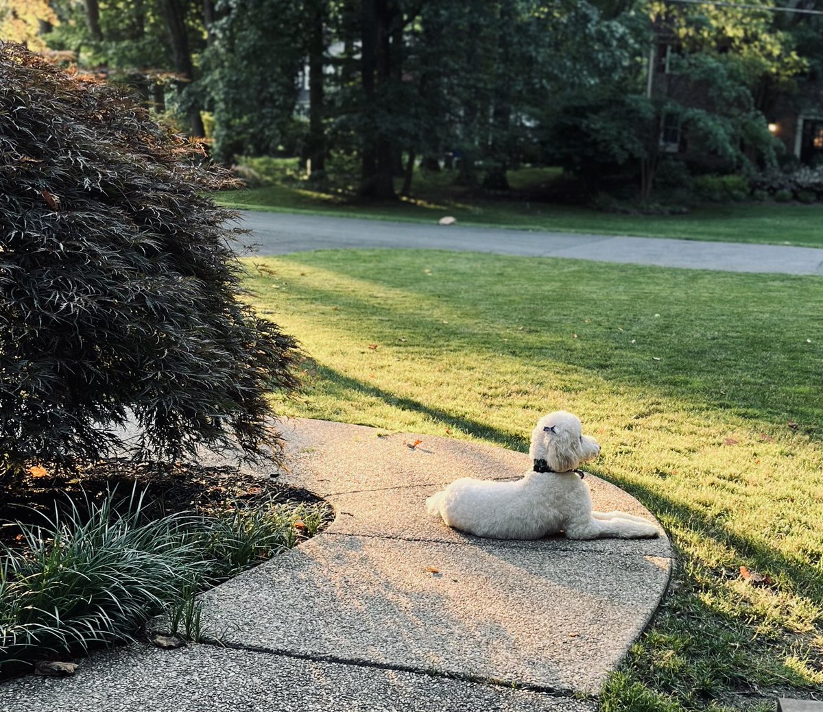 Steve Feldman 🦙 tweet media