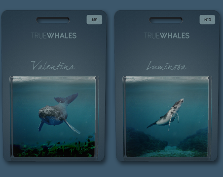 true_whales's tweet photo. gn

#truewhales #NFTCommunity https://t.co/3ILMvHt3k5