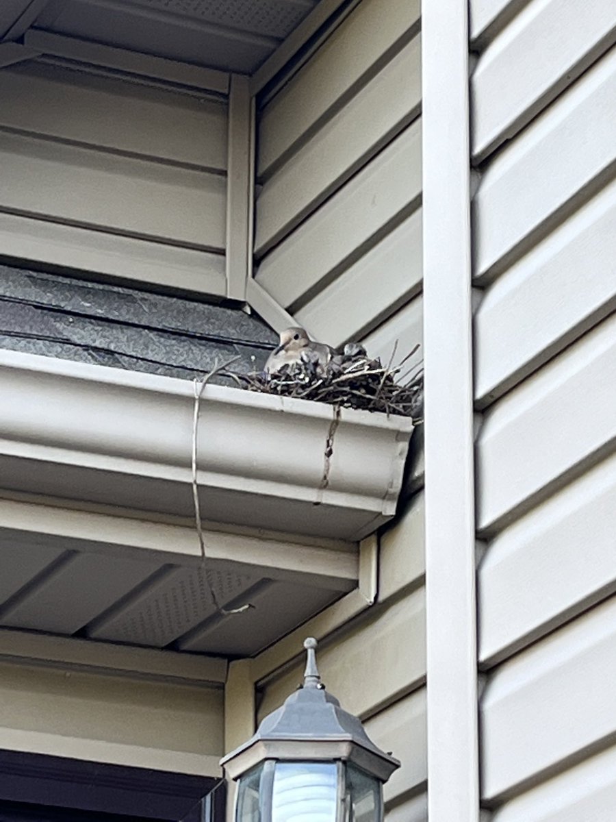 mtglueck's tweet photo. We like raising families here at the Glueck household #avianlove https://t.co/0baupZdkAd