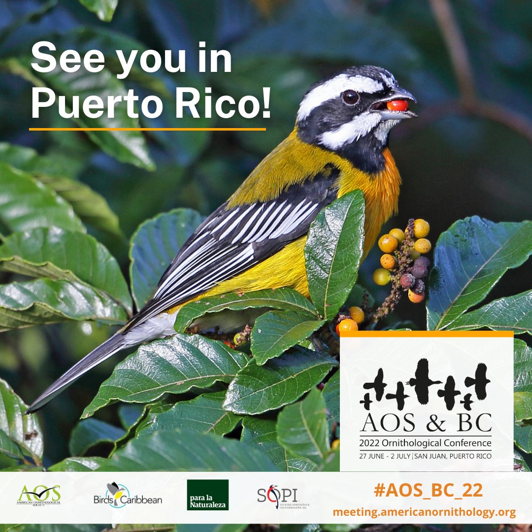 #AOS_BC_22 Registrants: Start planning your conference experience! Review our exciting Conference Program, w/an exciting scientific program, abstracts for symposia, oral presentations, & poster presentations. Download the conference app today. meeting.americanornithology.org/program/scient…