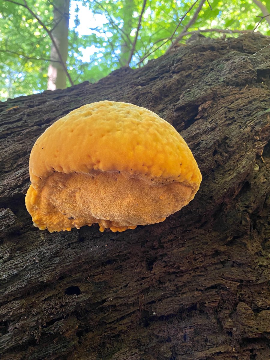 claudiabracho's tweet photo. Mira que belleza @Fungi_Cosas https://t.co/2rjUDK8FHe