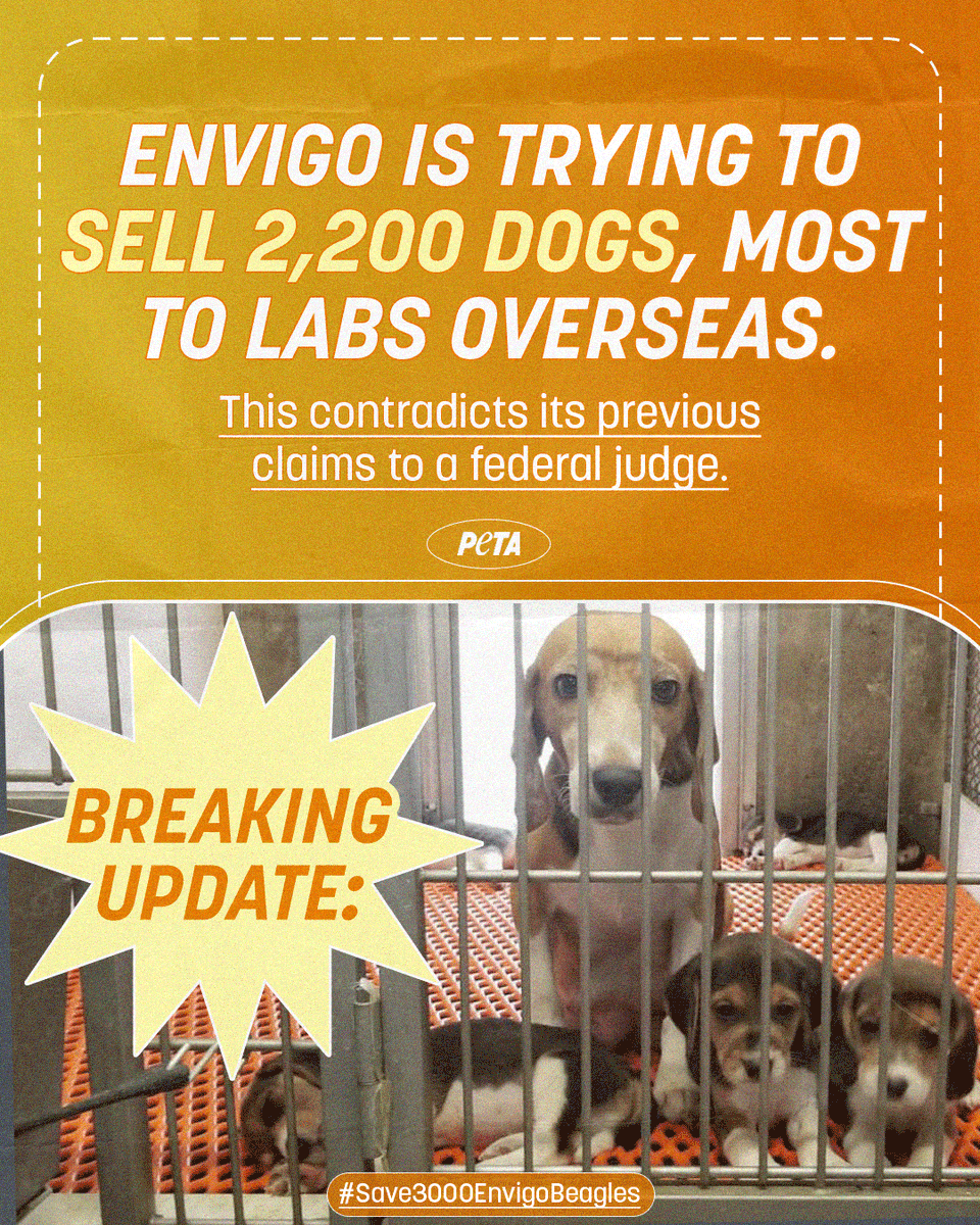 peta's tweet photo. WE CAN STILL WIN THIS! We won't rest until all the beagles are saved! Help us demand Inotiv to release the dogs destined for labs for adoption. #Save3000EnvigoBeagles https://t.co/7ODBF5xsT6 https://t.co/gbX3u4u2V8