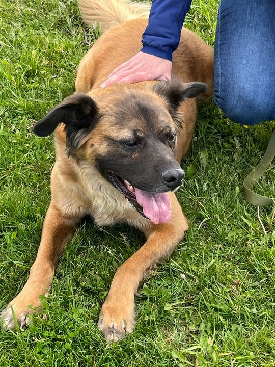 PetRecoveryYYC's tweet photo. FOUND large brown dog w/ black face &amp; ears in #altadore #northglenmore River Park Off Leash. Checking contact info. If claiming must provide photo id &amp; proof of ownership. Pls rt, share, help to find family! https://t.co/qHD7sVrEzs https://t.co/XTNIQkNbwl