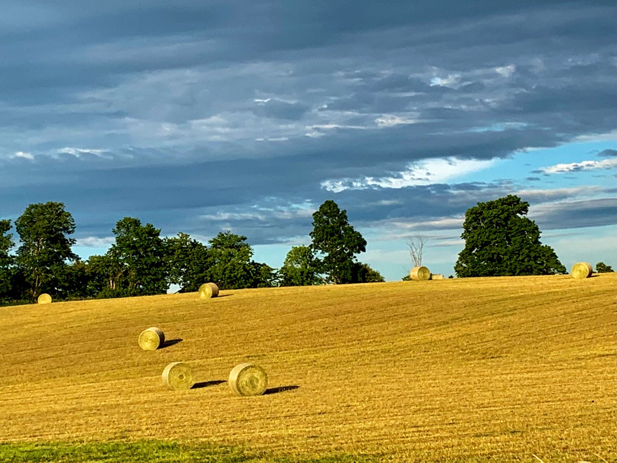 Golden hour, Northumberland County. #OntAg