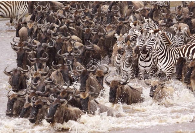 KennedyGitahi's tweet photo. Jambo

Time 4 #Wildebeest #Zebra #Elands &amp; #Gazelles #Migration

While @ it, enjoy Africas Big 5:Rhinoceros,Buffalo,Leopard,Elephant &amp; King Lion

#KWS
#Serengeti
#MasaiMara
#MagicalKenya
#TembeaKenya
#FoodAndBeverage
#TourismAndHospitality

https://t.co/ximUN1zsF1

🔥🔥🔥❤️💛💚👊 https://t.co/53EJYOKN5D