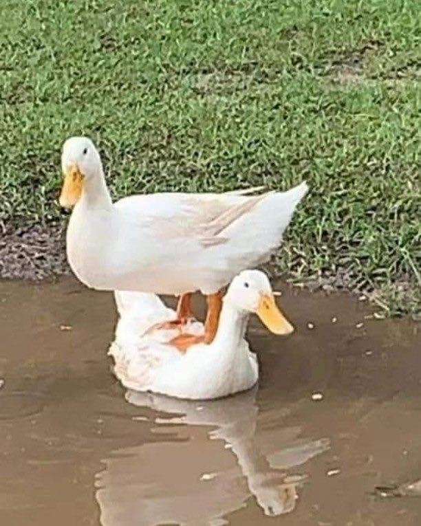 FWDpBhfVEAAOAWw