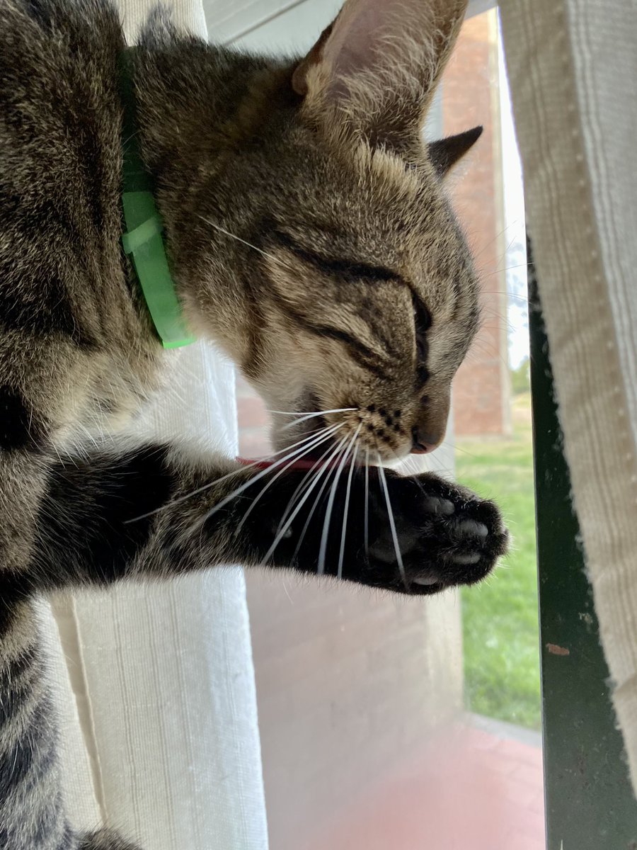Nunca pensé que me iba a encariñar tanto con un animal. El más perfecto de todos🥺🫶🏻