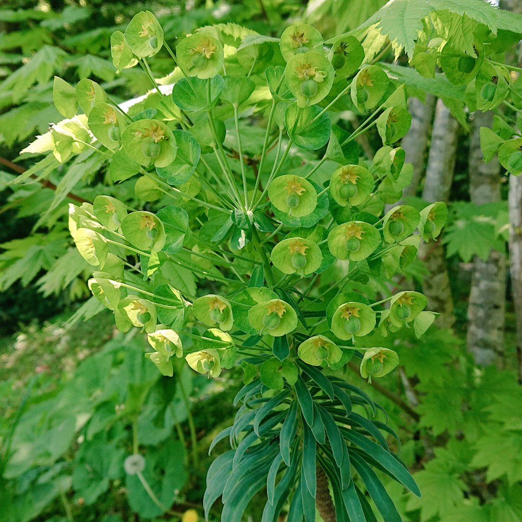 Uzivatel 塔子 Na Twitteru 不思議な植物みつけました これは なに 植物 名前わからない T Co Rqv4kuhocd Twitter