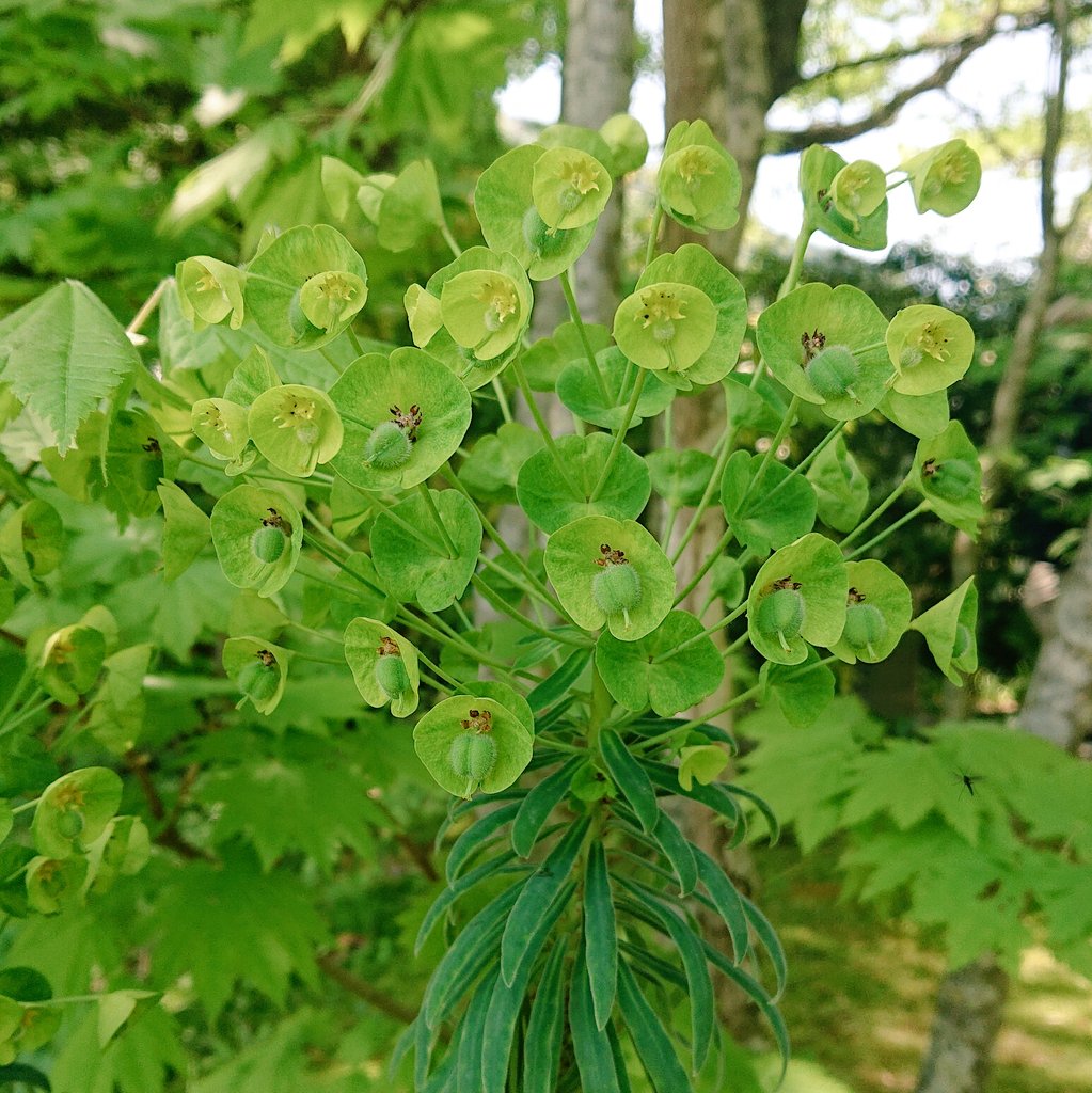 Uzivatel 塔子 Na Twitteru 不思議な植物みつけました これは なに 植物 名前わからない T Co Rqv4kuhocd Twitter