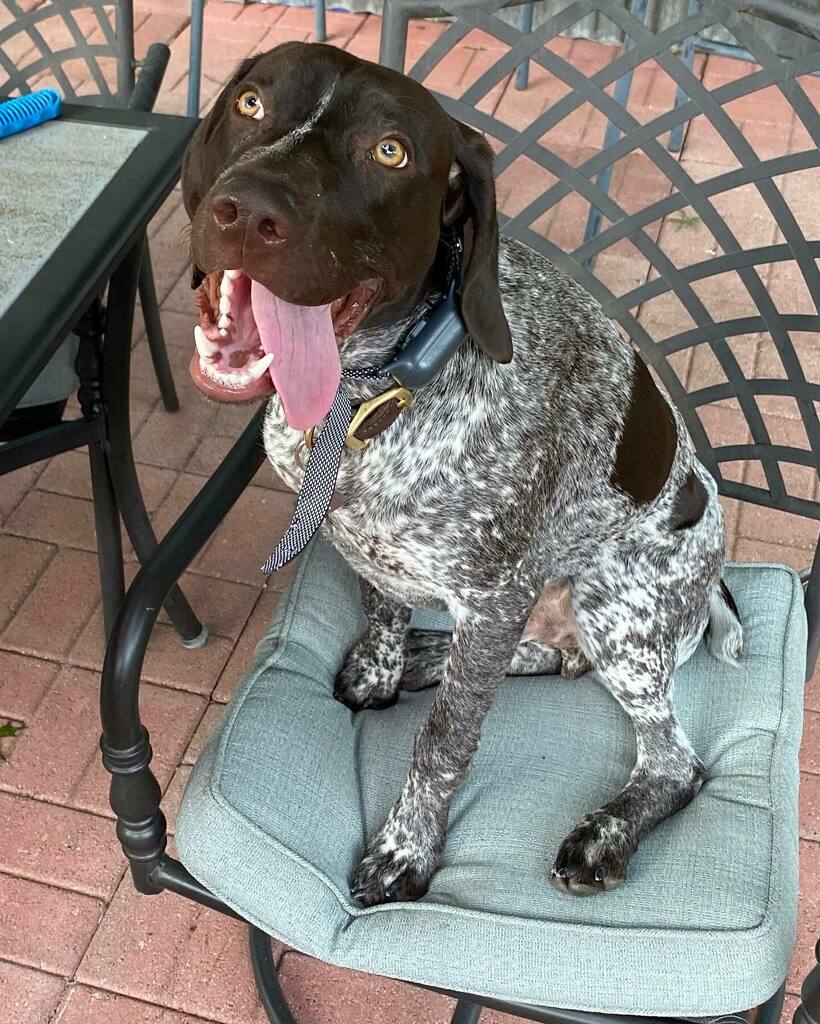 tngtulsa's tweet photo. #atlas #gsp #gspofinstagram #gspoftheday #gspcommunity #gsppu
#dogloverppy #gsplove #gspdaily #germanshorthairedpointer #germanshorthairpointer #germanshorthairedpointersofinstagram #germanshorthair #pointer #pointersofinstagra @gsp.communitym #pointerpu… https://t.co/Qx8KucRmC3 https://t.co/cIQCTvi1lA