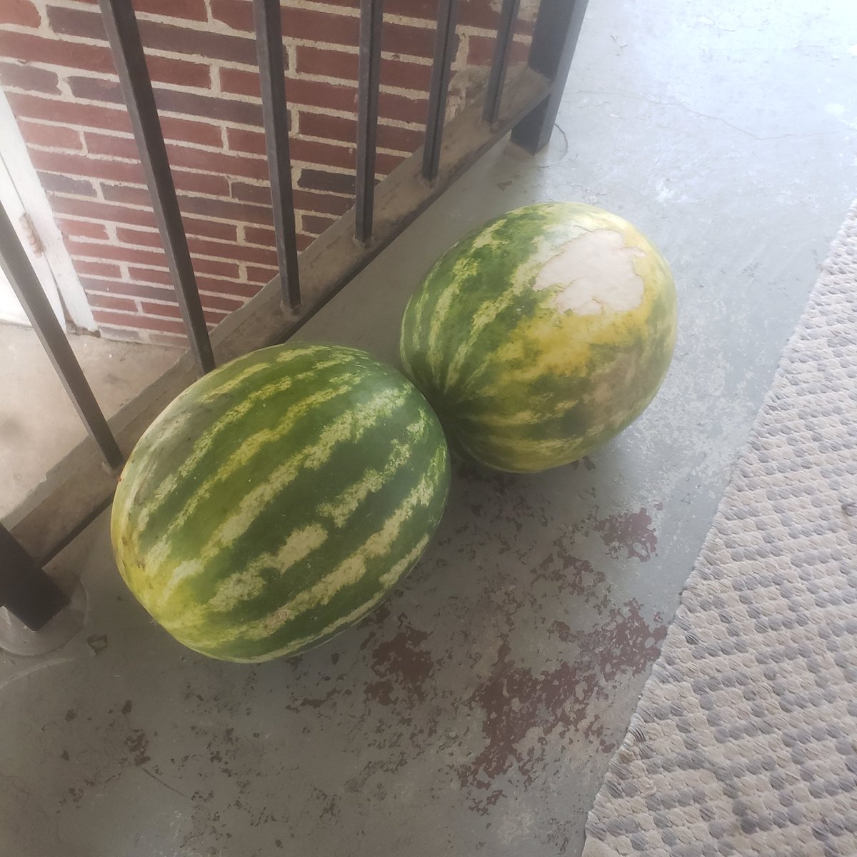 LSMITH_BIGCOACH's tweet photo. Came home earlier from getting my oil changed & look what's sitting on my doorstep. I think I'm gona go on a watermelon and Carter Burger diet. I meant watermelon and vegetables diet 🤣 🤣 🤣. #RealDele https://t.co/xq9ro1hpJa