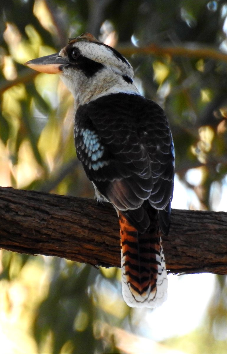fffoshizzel's tweet photo. I has a leafs on my head so you can't sees me.
#kookaburra #birdphotography #australiannativebirds https://t.co/LTe3vJuRqr