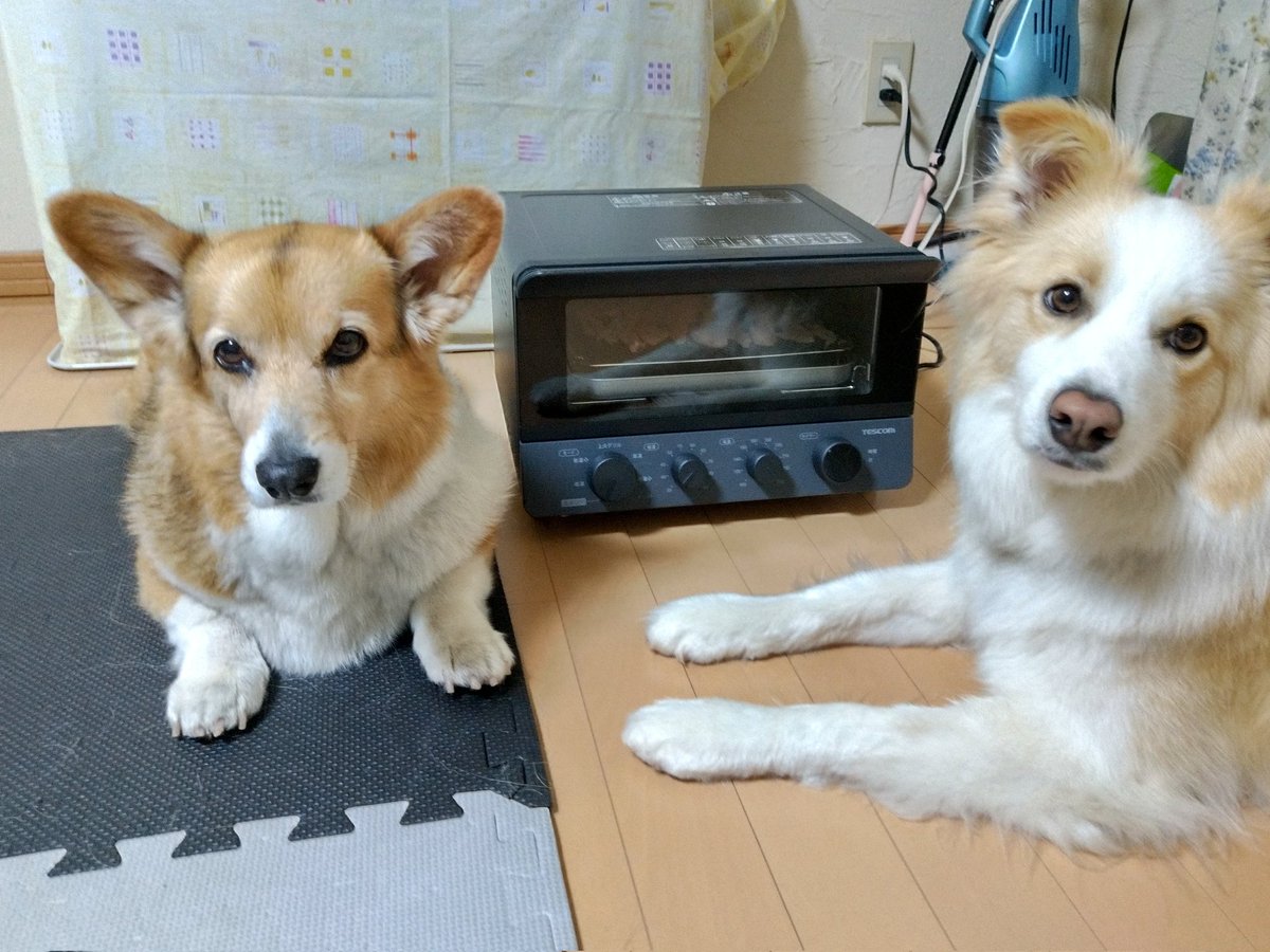 robin34058290's tweet photo. ふうちゃんの誕生日プレゼント　フードドライヤー(笑)　ササミジャーキーが美味しく出来ました！
きらちゃんのアレルギーの様子を見ながら美味しいオヤツを沢山作りましょう！
#コーギー
#ボーダーコリー
#フードドライヤー https://t.co/aP1Wjdb0ye
