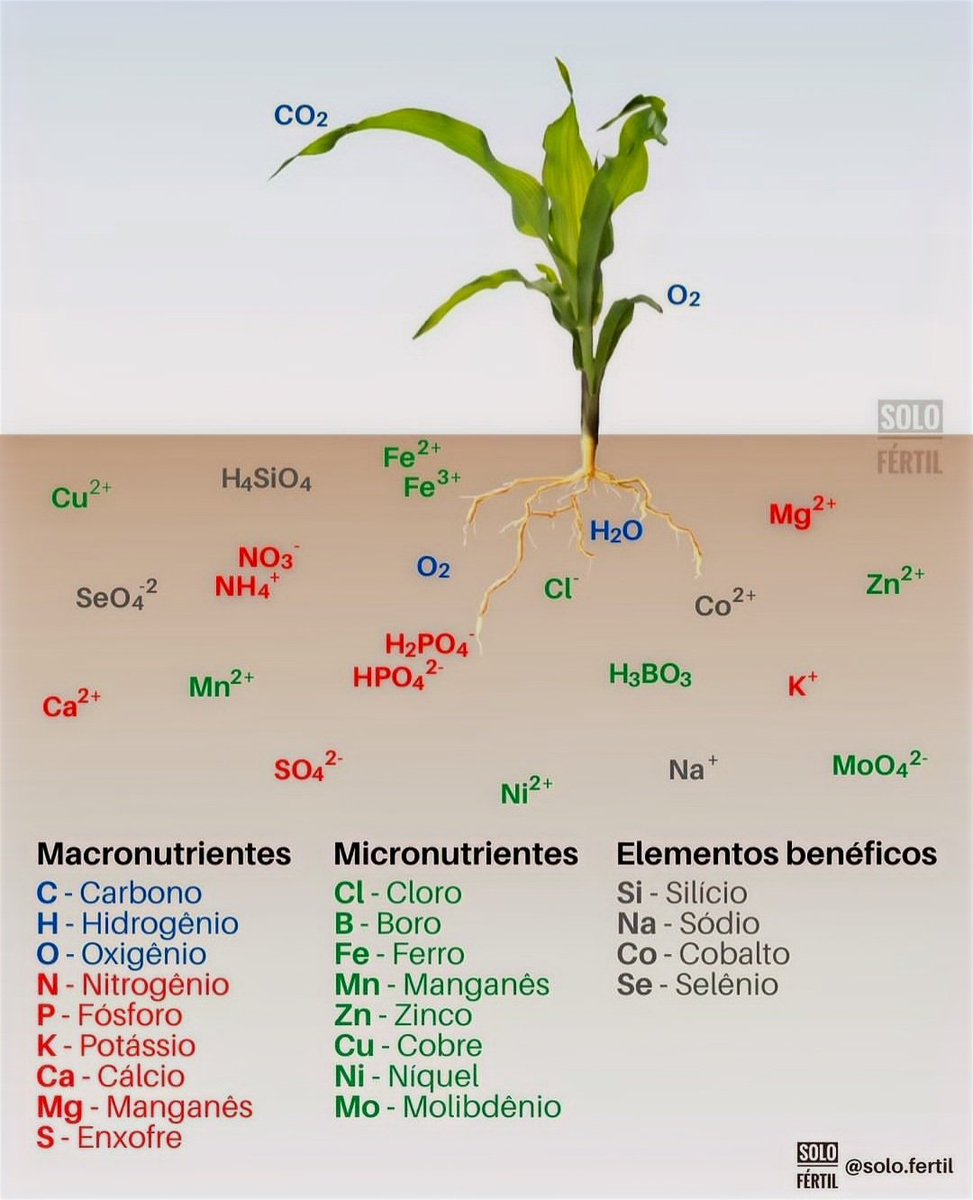 Clasificación de elementos esenciales según la cantidad requerida por las plantas (macronutrientes y micronutrientes) 

⁣Estos elementos no se absorben en forma elemental, es decir, pura. Se encuentran en el suelo en diferentes especies iónicas.