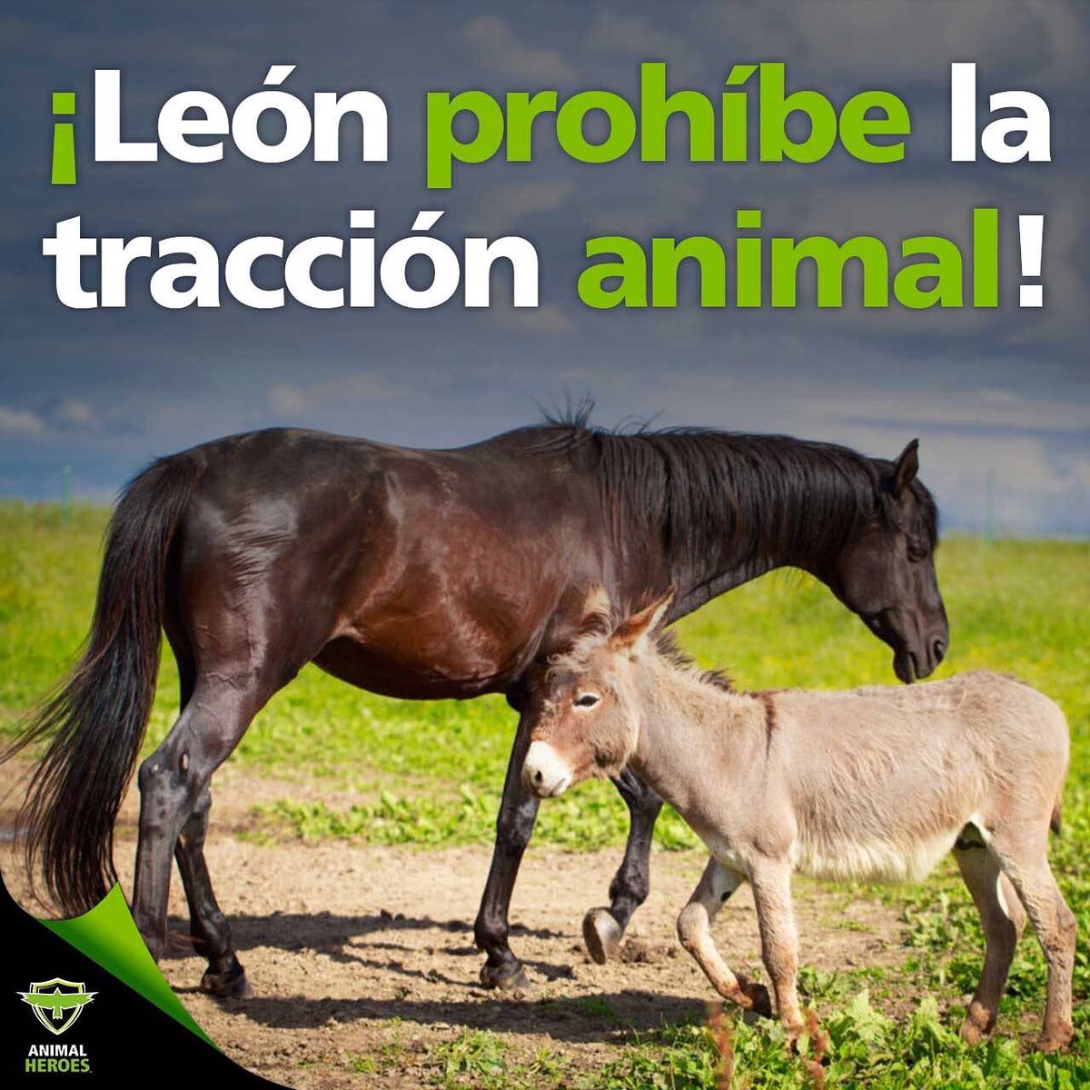 BeAnimalHeroes's tweet photo. ¡Victoria para los animales! León, Guanajuato acaba de prohibir el uso de animales para carga en la vía pública, celebramos que la iniciativa de la alcaldesa @AleGutierrez_mx, integrante de la #BancadaAnimalista y la regidora @JaredGonzalezM, haya sido aprobada, a pesar de 🧵👇🏼 https://t.co/cTfJ5Uy4Pp