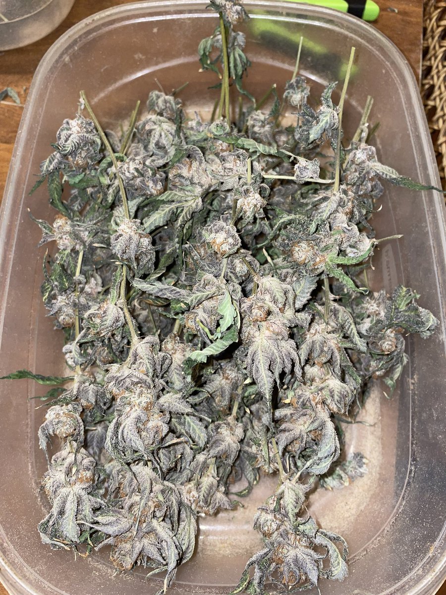 chief420247's tweet photo. Trimming some #grapecake and it’s amazing… 🔥🔥🔥🔥🔥 #meds #buds #ganja #weed ✌🏼😚💨💨💨💨💨💨💨💨💨 https://t.co/uX8fwHT9uK