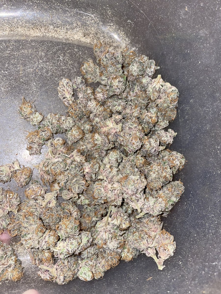 chief420247's tweet photo. Trimming some #grapecake and it’s amazing… 🔥🔥🔥🔥🔥 #meds #buds #ganja #weed ✌🏼😚💨💨💨💨💨💨💨💨💨 https://t.co/uX8fwHT9uK