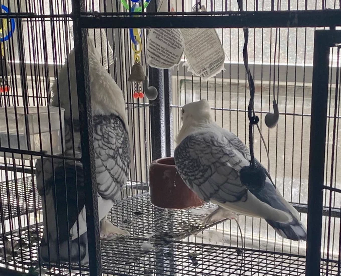 Look how offended Belzy is that Coocy dared to enter his side of the cage. 
