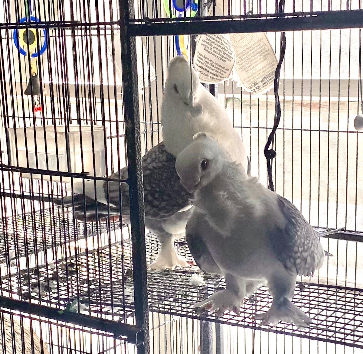 Look how offended Belzy is that Coocy dared to enter his side of the cage. 